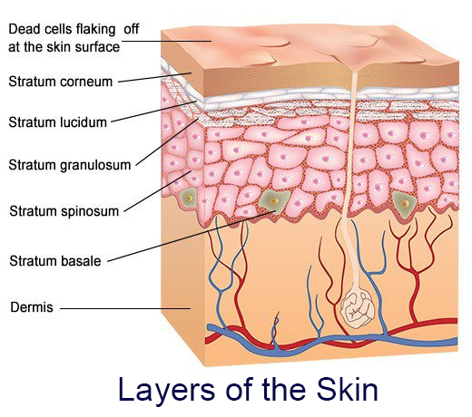 Anatomy of the Epidermis